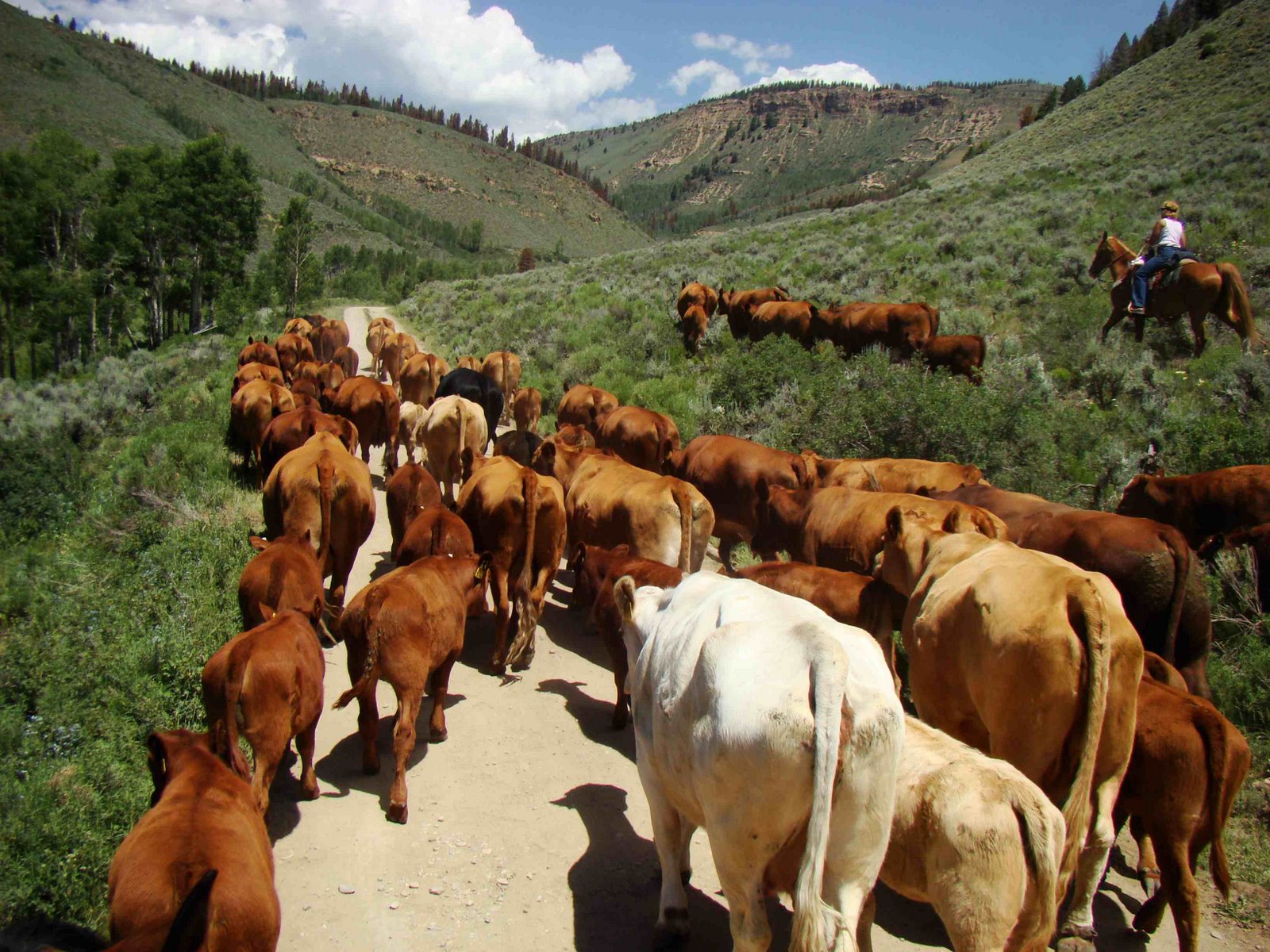 Cattle