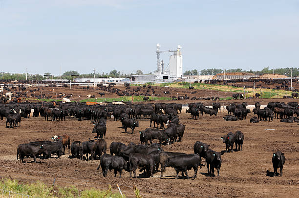 Feedlot