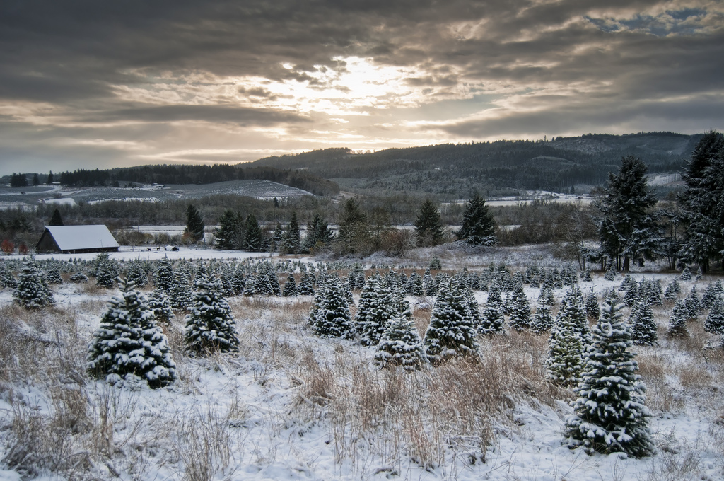 Winter